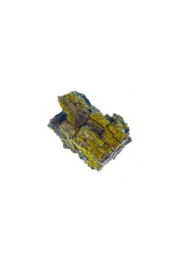 Candleflame Lichen; Lemon Lichen 